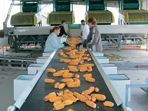 Переборочный стол